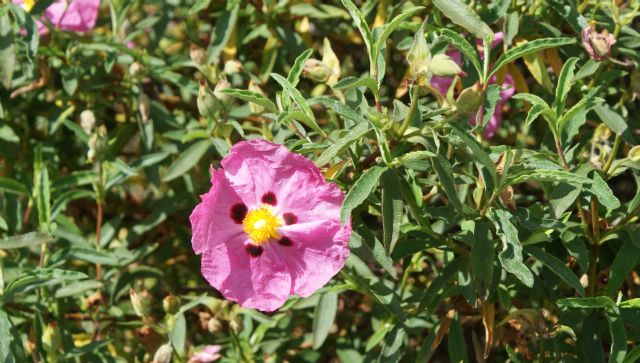 Cistus  purpureus